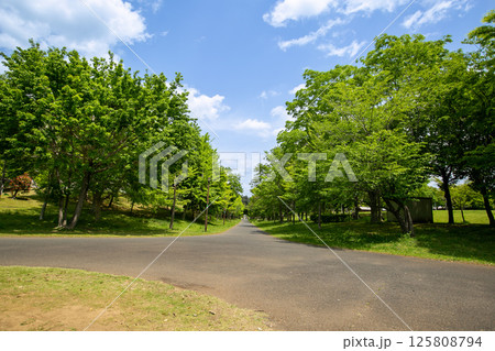 遊歩道 125808794
