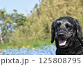 ネモフィラと犬2 125808795