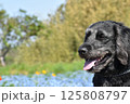 ネモフィラと犬1 125808797
