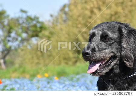 ネモフィラと犬1 125808797