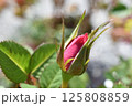 ミニバラのつぼみ1 125808859