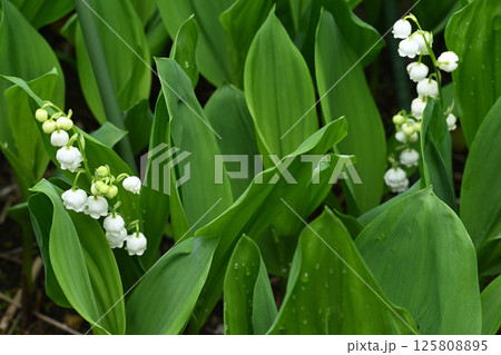 スズラン 125808895
