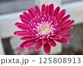 ガーベラ2 125808913
