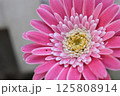 ガーベラ1 125808914