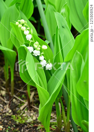 スズラン 125808924