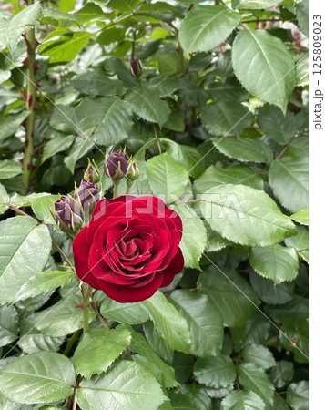 ローズ-8263 125809023