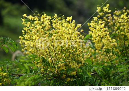 マメ科植物・ジャケツイバラ(蛇結茨) マメ科植物・ジャケツイバラ(蛇結茨) 125809042