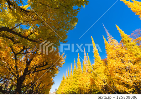 明治神宮外苑のいちょう並木 青空に映える美しい黄葉 明治神宮外苑のいちょう並木 青空に映える美しい黄葉 125809086