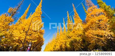 明治神宮外苑のいちょう並木 青空に映える美しい黄葉 125809091