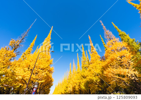 明治神宮外苑のいちょう並木 青空に映える美しい黄葉 125809093