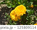 キンセンカ3 125809114