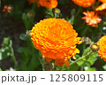 キンセンカ2 125809115