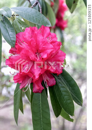ロドデンドロン・アルボレウムの別名はヒマラヤシャクナゲ 125809155