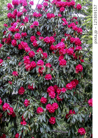 ロドデンドロン・アルボレウムの別名はヒマラヤシャクナゲ 125809157