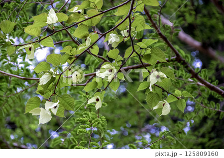 花に大きな苞葉が二枚垂れ下がるハンカチノキ【ミズキ科】 125809160