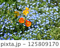 ネモフィラとポピー 125809170