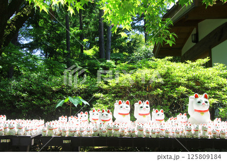 豪徳寺の招き猫 豪徳寺の招き猫 125809184