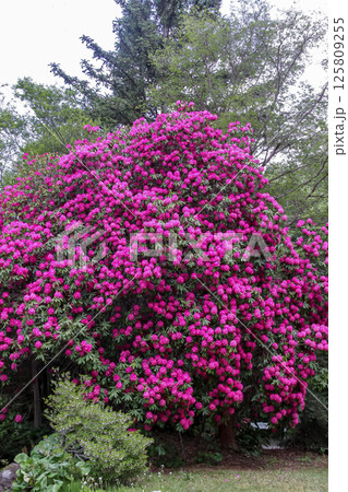 シャクナゲ(石楠花)の花な花木の女王と呼ばれる シャクナゲ(石楠花)の花な花木の女王と呼ばれる 125809255