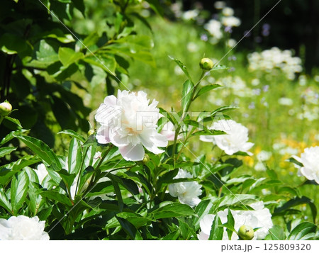 綺麗に咲いた白いシャクヤクの花と蕾 125809320