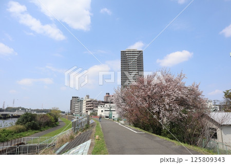 桜の季節の新綱島エリア（横浜市港北区） 125809343
