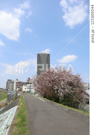 桜の季節の新綱島エリア(横浜市港北区) 桜の季節の新綱島エリア(横浜市港北区) 125809344