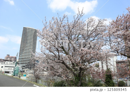 桜の季節の新綱島エリア(横浜市港北区) 桜の季節の新綱島エリア(横浜市港北区) 125809345