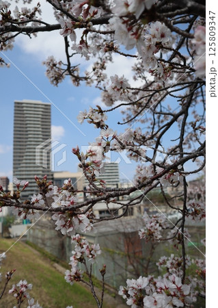 桜の季節の新綱島エリア(横浜市港北区) 桜の季節の新綱島エリア(横浜市港北区) 125809347