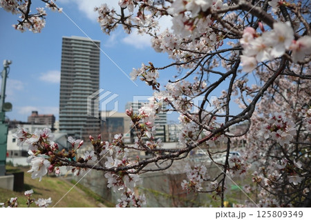 桜の季節の新綱島エリア（横浜市港北区） 125809349