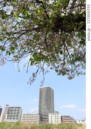 桜の季節の新綱島エリア(横浜市港北区) 桜の季節の新綱島エリア(横浜市港北区) 125809350