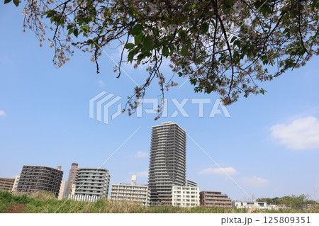 桜の季節の新綱島エリア（横浜市港北区） 125809351