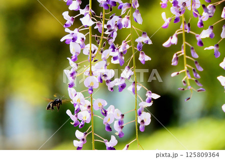 熊蜂と咲き誇る藤の花 熊蜂と咲き誇る藤の花 125809364