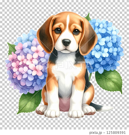 アジサイの花とビーグルの子犬のイラスト5/チラシやポスター用素材 アジサイの花とビーグルの子犬のイラスト5/チラシやポスター用素材 125809391