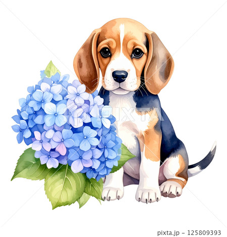 アジサイの花とビーグルの子犬のイラスト7/チラシやポスター用素材 アジサイの花とビーグルの子犬のイラスト7/チラシやポスター用素材 125809393