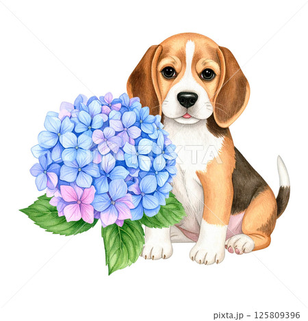 アジサイの花とビーグルの子犬のイラスト10／チラシやポスター用素材 125809396