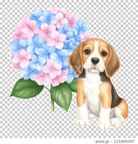 繡球花和小獵犬小狗的插圖11/傳單和海報材料 125809397