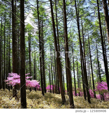 美し森山　登山　初夏 125809406