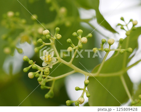 咲き始めたクスノキの花（蕾をたくさんつけた楠の枝先のクローズアップ） 125809428