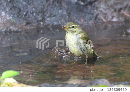 メボソムシクイ 125809429