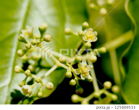 日差しの中のクスノキのクリーム色の花とつぼみ(楠の花と蕾をたくさんつけた枝) 日差しの中のクスノキのクリーム色の花とつぼみ(楠の花と蕾をたくさんつけた枝) 125809533