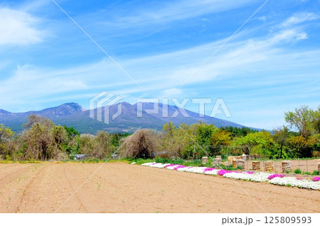 5月の浅間山と高原野菜畑 信州の山々 信州の自然 信州の風景 5月の浅間山と高原野菜畑 信州の山々 信州の自然 信州の風景 125809593