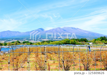 5月の浅間山と高原野菜畑　　　信州の山々　　　信州の自然　　　信州の風景 125809626
