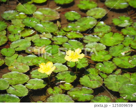 水面に咲くアサザの黄色い花 水面に咲くアサザの黄色い花 125809659