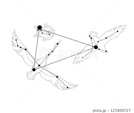 夏の大三角のモノクロ線画イラスト（白鳥・鷲・竪琴の絵あり） 125809727