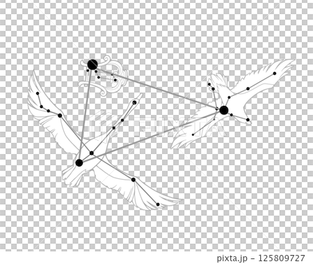 夏の大三角のモノクロ線画イラスト（白鳥・鷲・竪琴の絵あり） 125809727