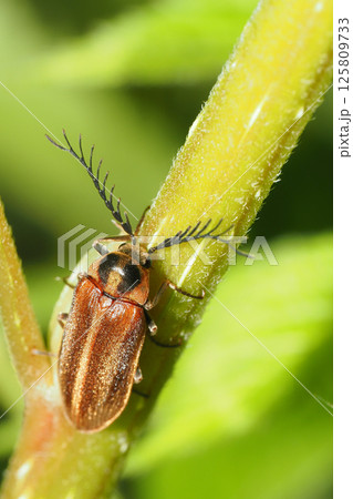 ヒゲナガハナノミ（オス） 125809733