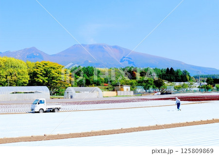 5月の浅間山と高原野菜畑　　　信州の山々　　　信州の自然　　　信州の風景 125809869