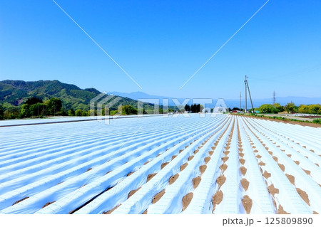 5月の浅間山と高原野菜畑 信州の山々 信州の自然 信州の風景 5月の浅間山と高原野菜畑 信州の山々 信州の自然 信州の風景 125809890
