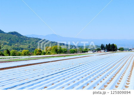 5月の浅間山と高原野菜畑　　　信州の山々　　　信州の自然　　　信州の風景 125809894