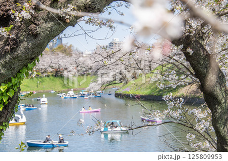 千鳥ヶ淵の桜　東京都千代田区 125809953