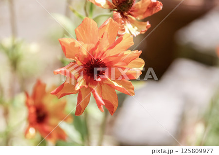 ハナキンポウゲ、園芸場ではラナンキュラス【キンポウゲ科】 125809977